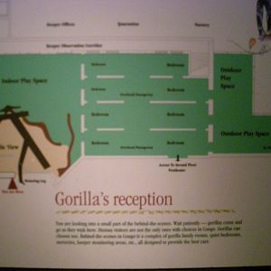 Congo Map--Gorilla Territory