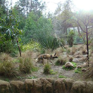African Wild Dog exhibit