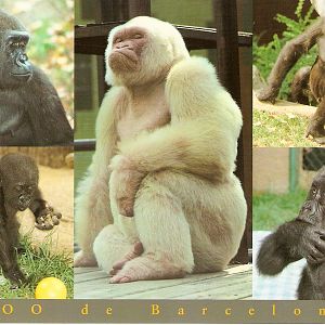 Postcard of Gorillas at Barcelona Zoo