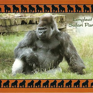 Postcard of Nico the gorilla at Longleat Safari Park