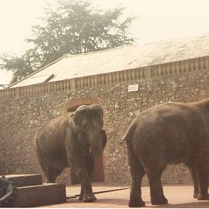 Asian elephants at Cricket St. Thomas, 4 June 1983