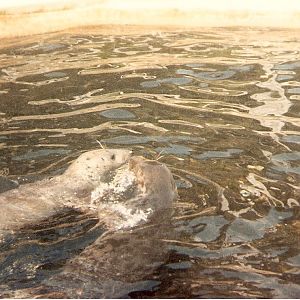 Seals at Cricket St. Thomas, 4 June 1983