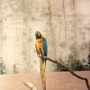 Macaw at Cricket St. Thomas, 4 June 1983