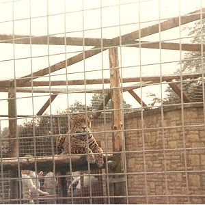 Jaguar at Cricket St. Thomas, 4 June 1983