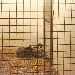 Jaguars at Cricket St. Thomas, 4 June 1983