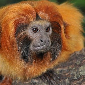 Golden lion tamarin