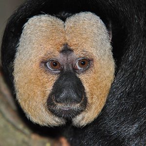 White-faced saki, Pithecia pithecia (male)