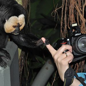 White-faced saki, Pithecia pithecia