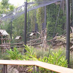 Lion-tailed Macaque Exhibit 2 2-6-09