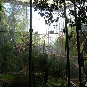 Silvered Leaf-langur Exhibit 1 2-6-09