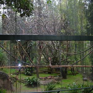Silvered Leaf-langur Exhibit 2 2-6-09