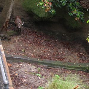 Western Tufted Deer 2-6-09