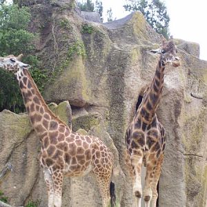 Giraffes