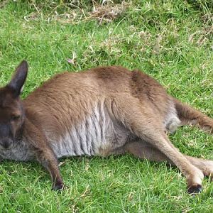 Kangaroo or Wallaby