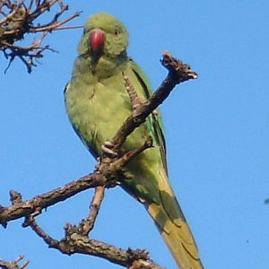 Wild Ring-necked Parakeet in Surrey