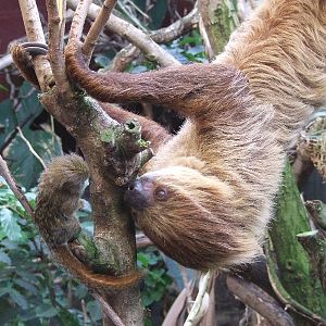 Interspecific interaction, Clore Rainforest Lookout