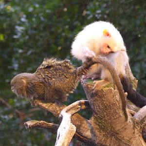 Interspecific interaction, Clore Rainforest Lookout
