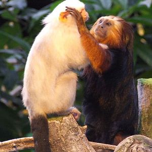 Interspecific interaction, Clore Rainforest Lookout