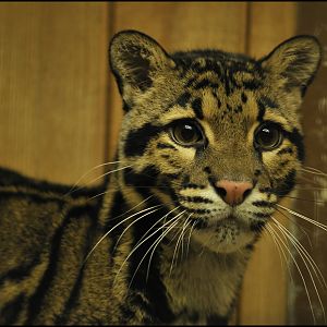 Clouded leopard at Tierpark Berlin