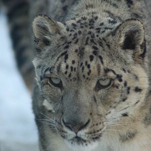 Snow Leopard