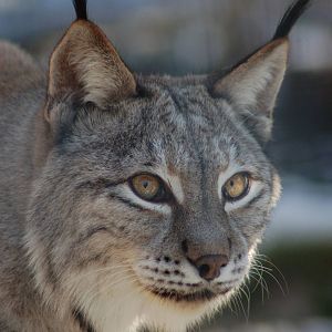 European Lynx