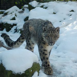 snow leopard