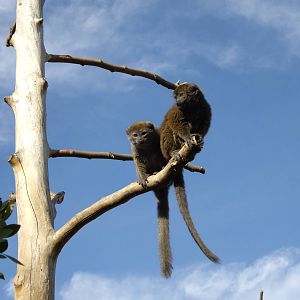 Alaotran bamboo lemur
