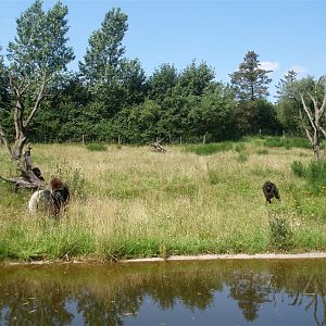 Givskud Zoo - Gorilla enclosure