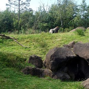 Givskud Zoo - Gorilla enclosure