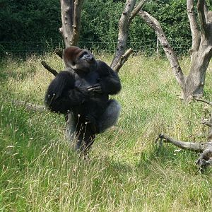 Givskud Zoo - Samson