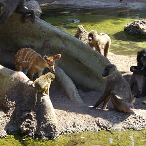 DRILLS TALAPOINS SITATUNGA PIGMY HIPPO BRAZZA GUENON NILE GOOSE