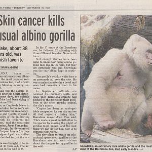 Copito de Nieve, Barcelona Zoo, Spain