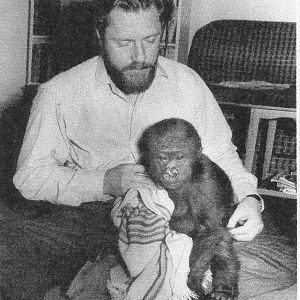 Gerald Durrell with young N'Pongo the gorilla at Jersey Zoo, 1959