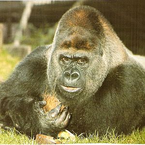 Guy the gorilla at London Zoo