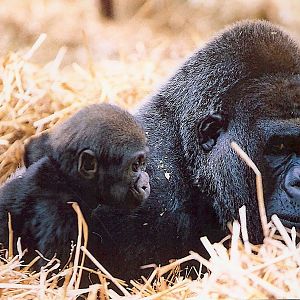 Tebe and her son Kebu the gorillas at Howletts Zoo