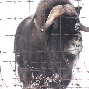 Musk Ox - Jan 25, 2009