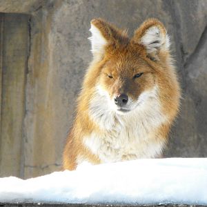 Dhole - Jan 25, 2009