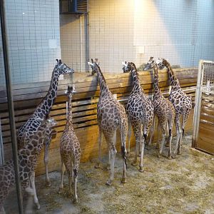 Giraffe Barn 1