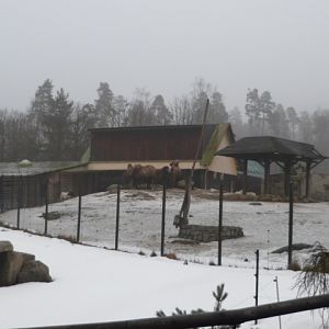 Bongo & Camel Exhibits