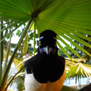 Plush-crested Jay
