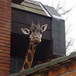 Giraffe