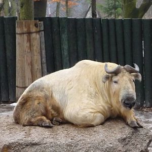 Golden Takin, Bull