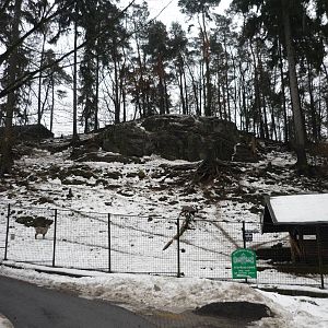 Chinese Blue Sheep Exhibit