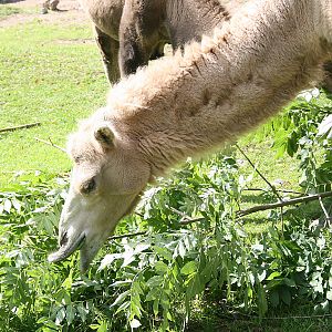 Bactrian camel - Furuvik
