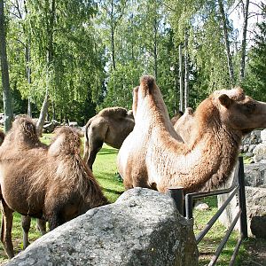 Bactrian camels - Furuvik