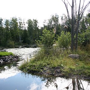 Gibbon island - Furuvik