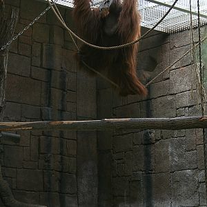 Orang-utan male - Furuvik