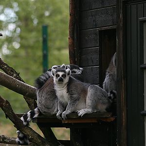 Ring-tailed lemurs - Furuvik