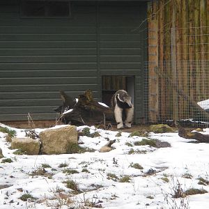 Ernesto the anteater