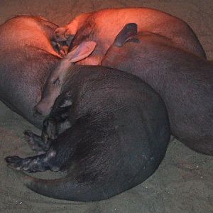 Aardvark Burrow, interior space